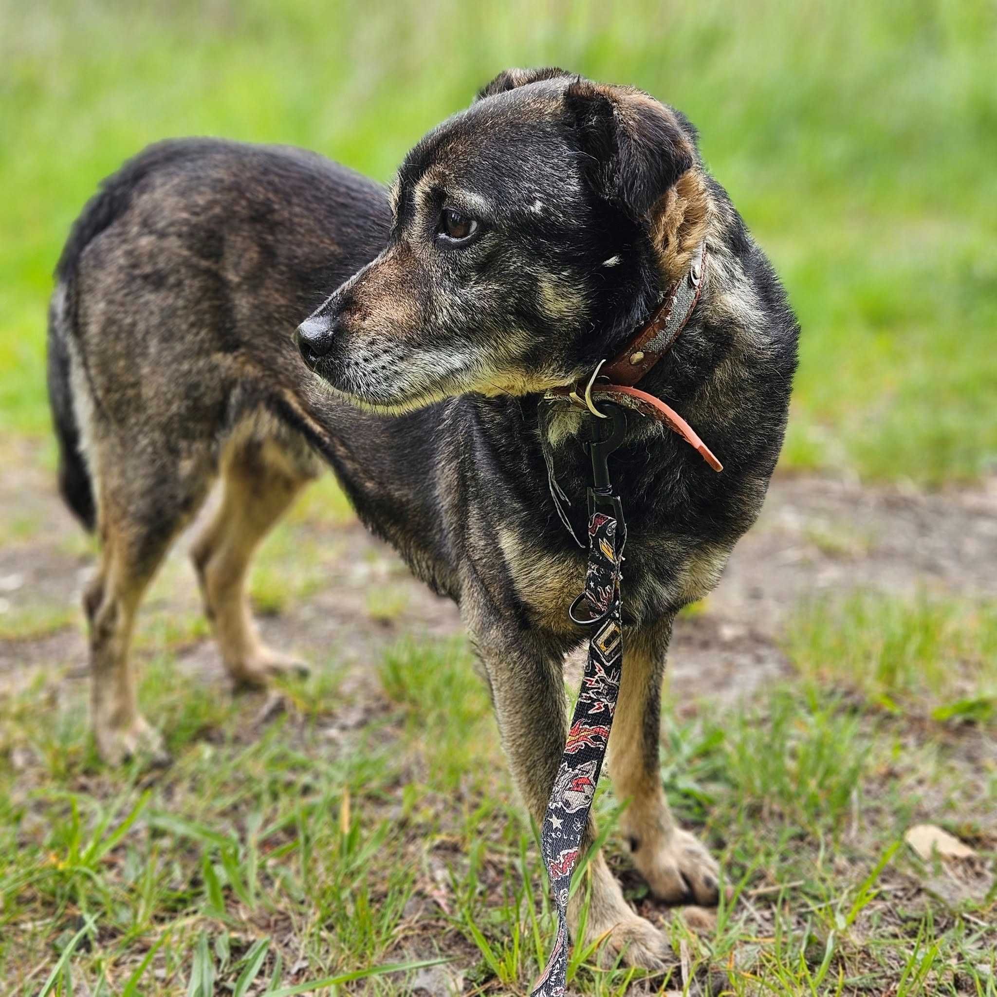 Ziko - mały psiak - lgnący do człowieka, szuka domu