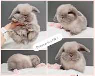 Mini lop królik króliczek miniaturka hodowla szczepienie