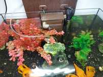 Aquário peixes de água quente
