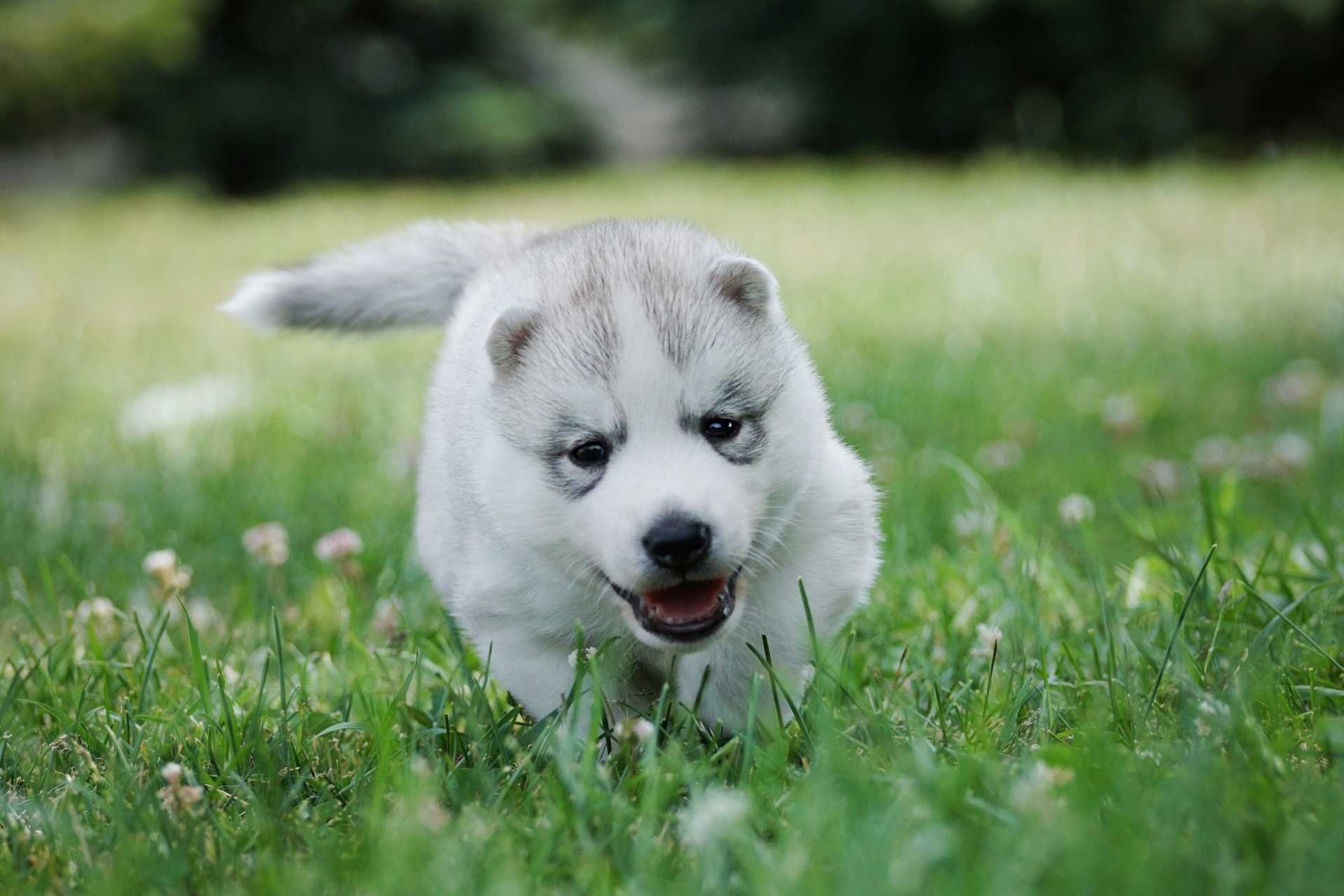 Szczenięta piesek husky z rodowodem ZKwP / FCI
