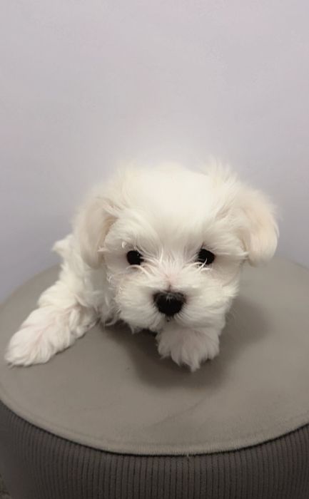 Maltańczyk  Szczeniak