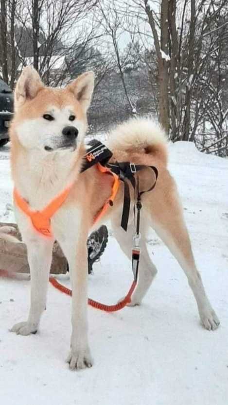 Akita Inu [japońska] suczka ZKwP FCI