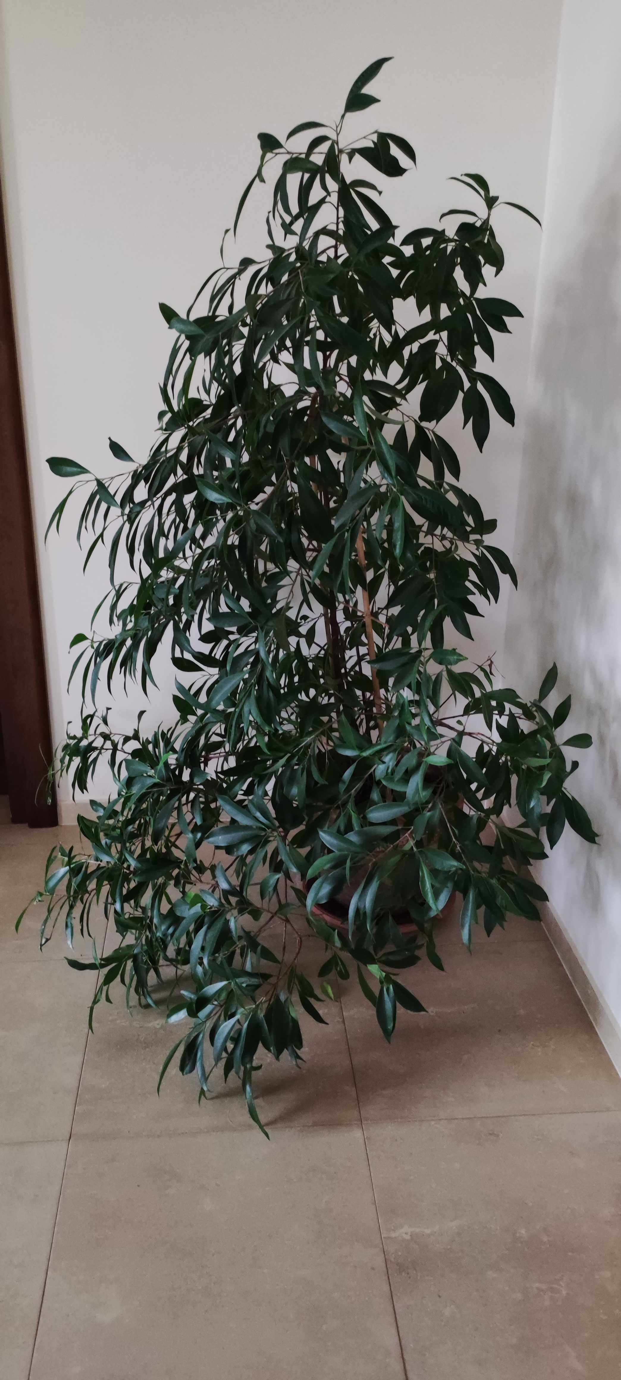 Sprzedam beniaminka 1.3- 1.4 m. z palmą całość 2m. Tylko zestaw.