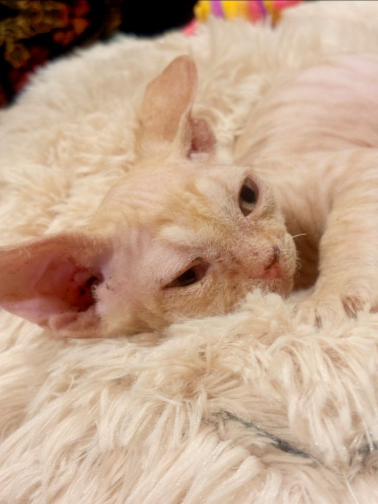Golden mega tulaśny rudzielec devon rex PZF