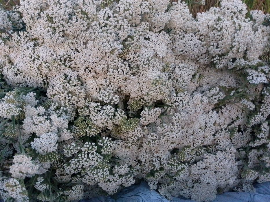 Лікарські трави.