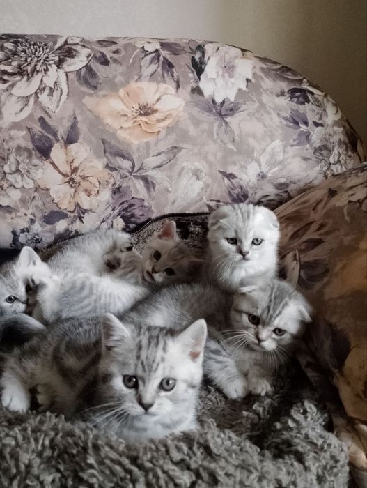 Продам кошенят вислоухі шотландці