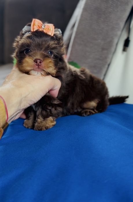 Yorkshire Terrier choco , choco tan , czekolada  suczka