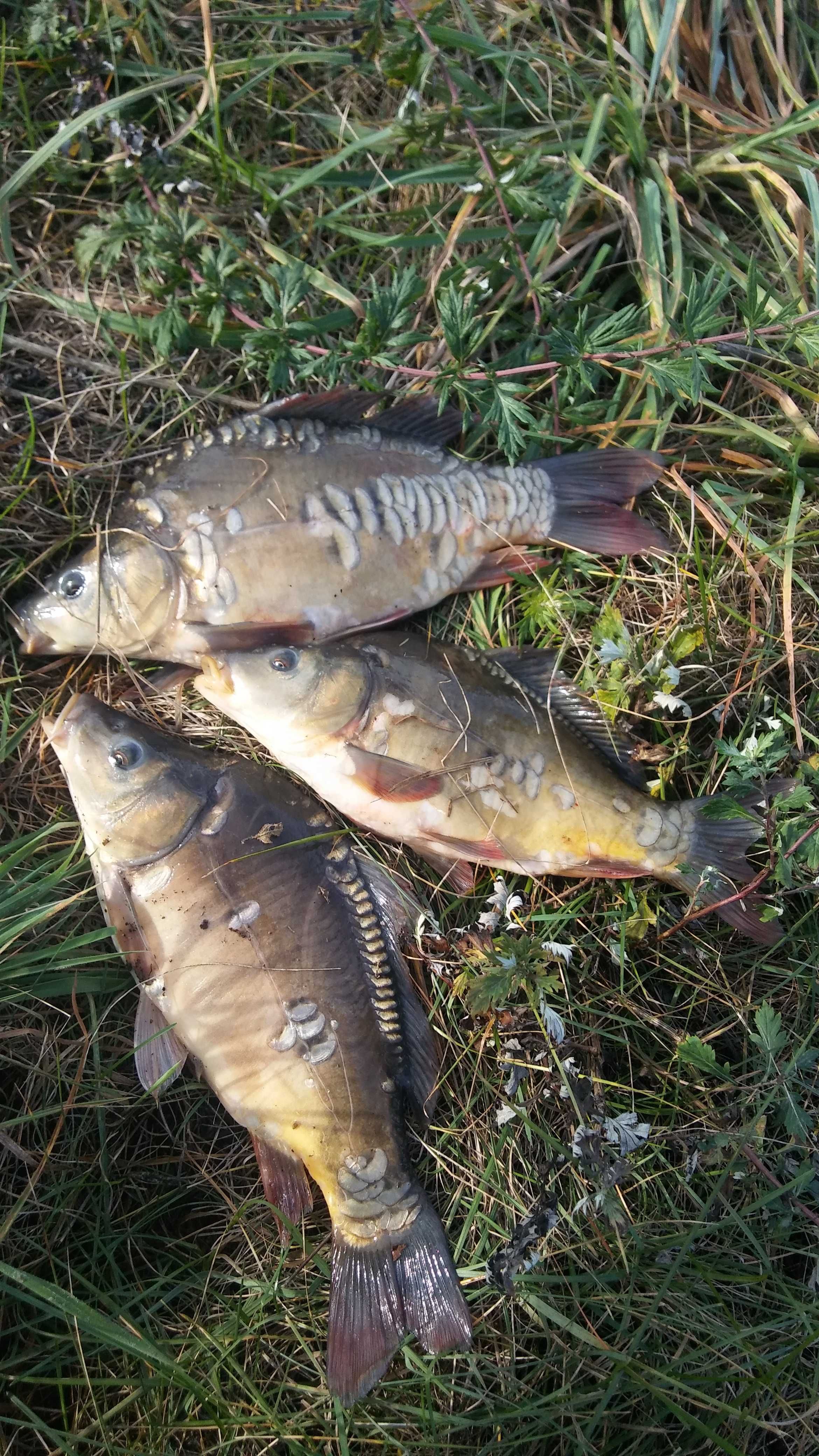 Kroczek karpia ciezki
