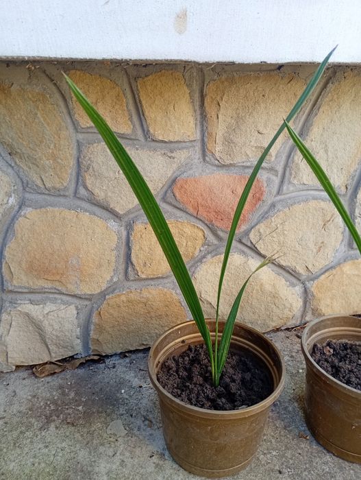 Фінікова пальма домашня