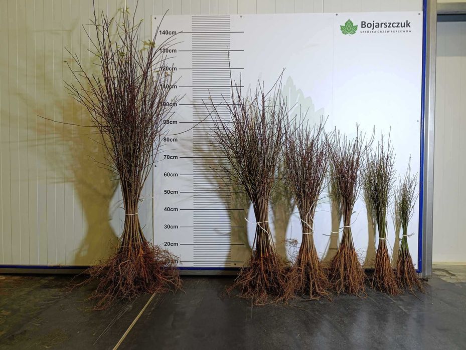 Ałycza - Podkładka dla drzew owocowych (śliw i innych) WIOSNA 2025