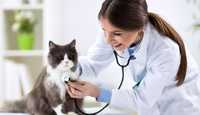 Консультация ветеринара - терапевта онлайн