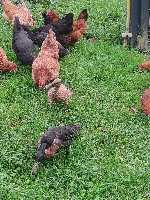 Kaczki biegusy indyjskie