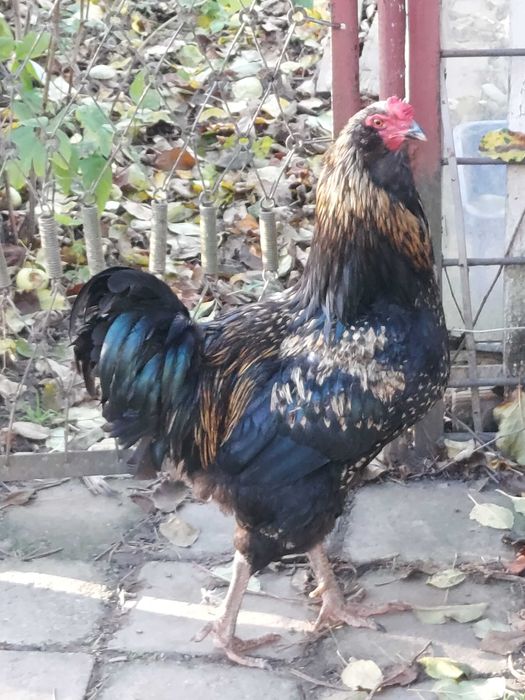 Півень , когут  річний