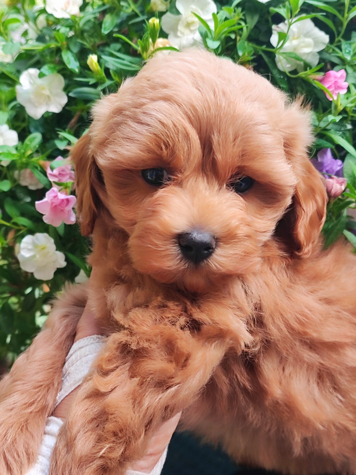 Ruda suczka Maltipoo