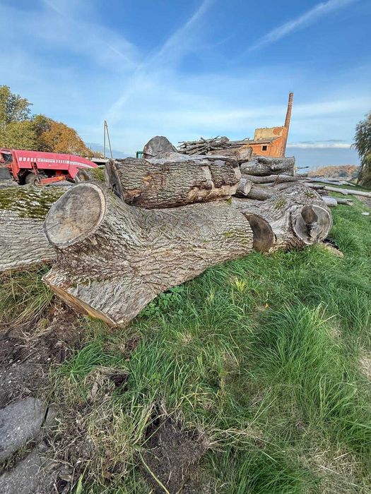 Sprzedam kłody dębu