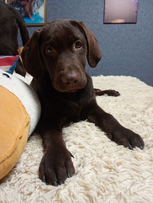 Шоколадний хлопчик