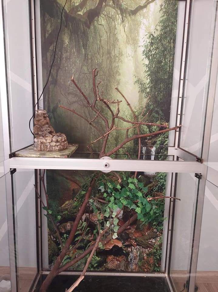 Terrarium dla jaszczurki