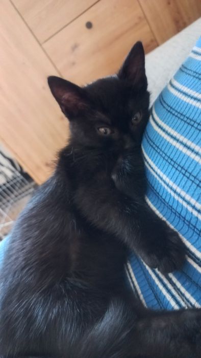 Puma młody kot miziak kocur szuka domu niekupujadoptuj czarny