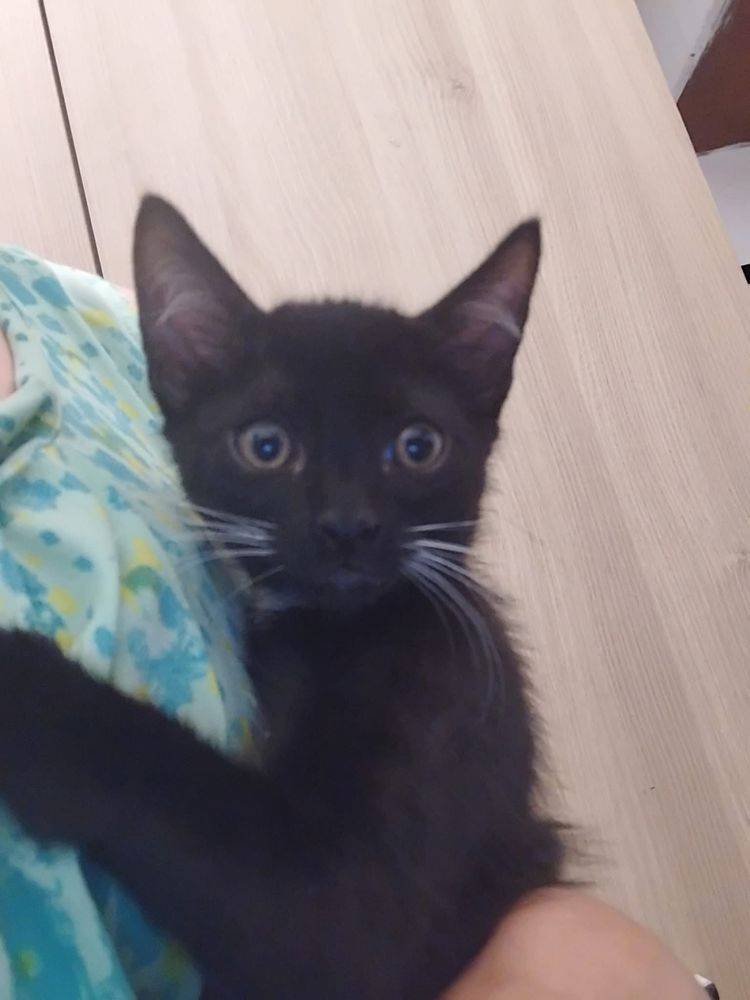 Gatinhos para adoçao responsavel