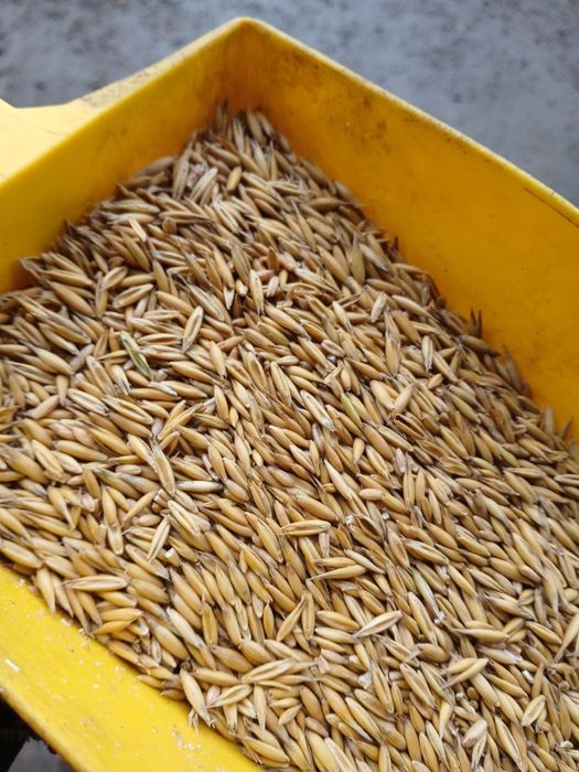 Owies  Figaro, Poker , Nawigator