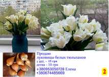 Продам цибулини тюльпанів