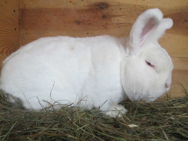Продам кроликов Новозеландский белый