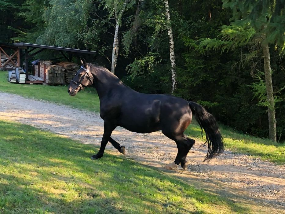 Sprzedam parę klaczy śląskich