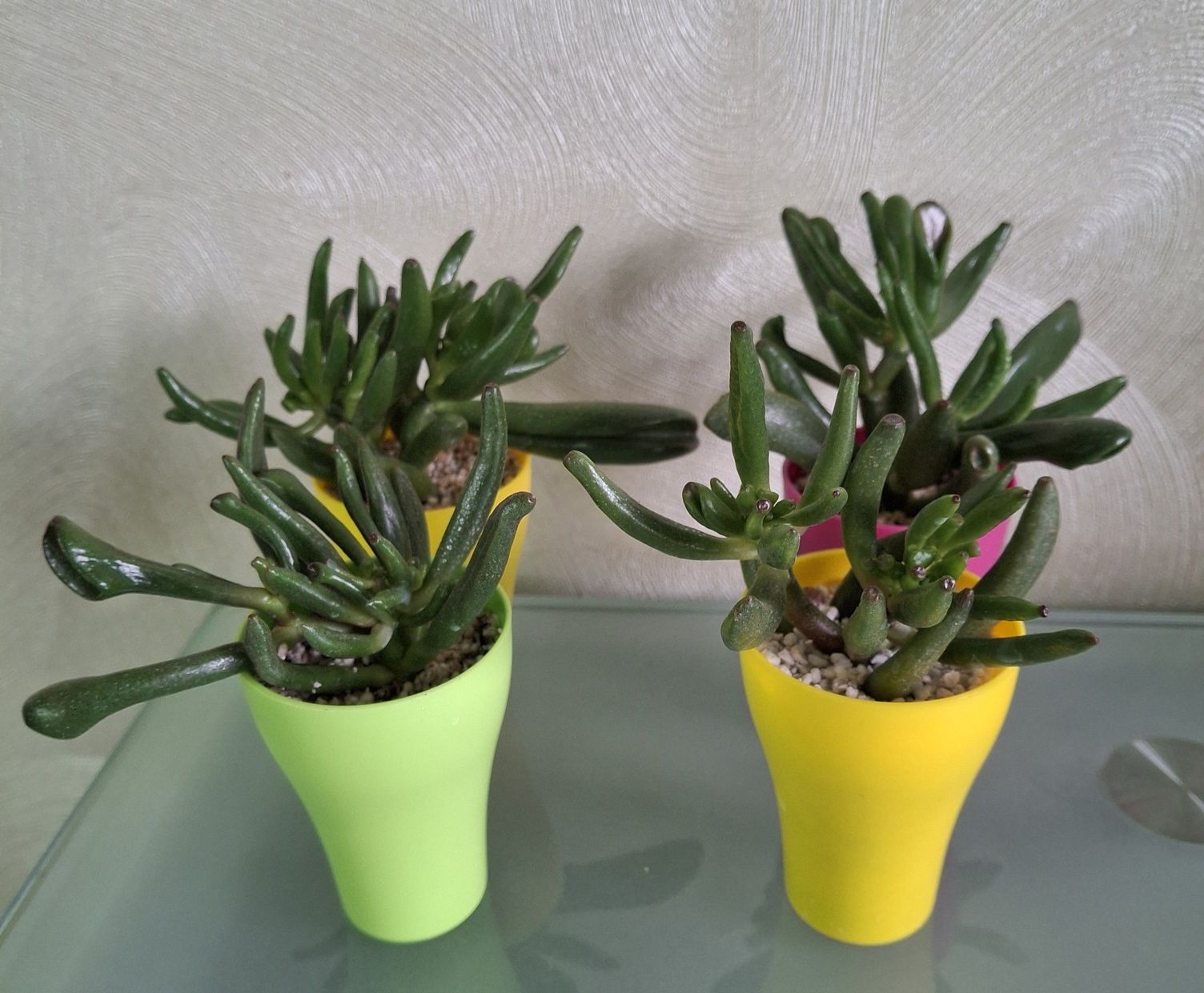 Крассула Голлум (Crassula Gollum)