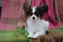 Красивий, ніжний хлопчик папійон. Вік 5 місяці,