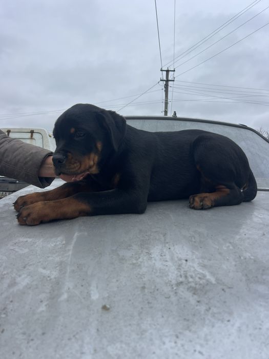 Чудові хлоп'ята-ротики
