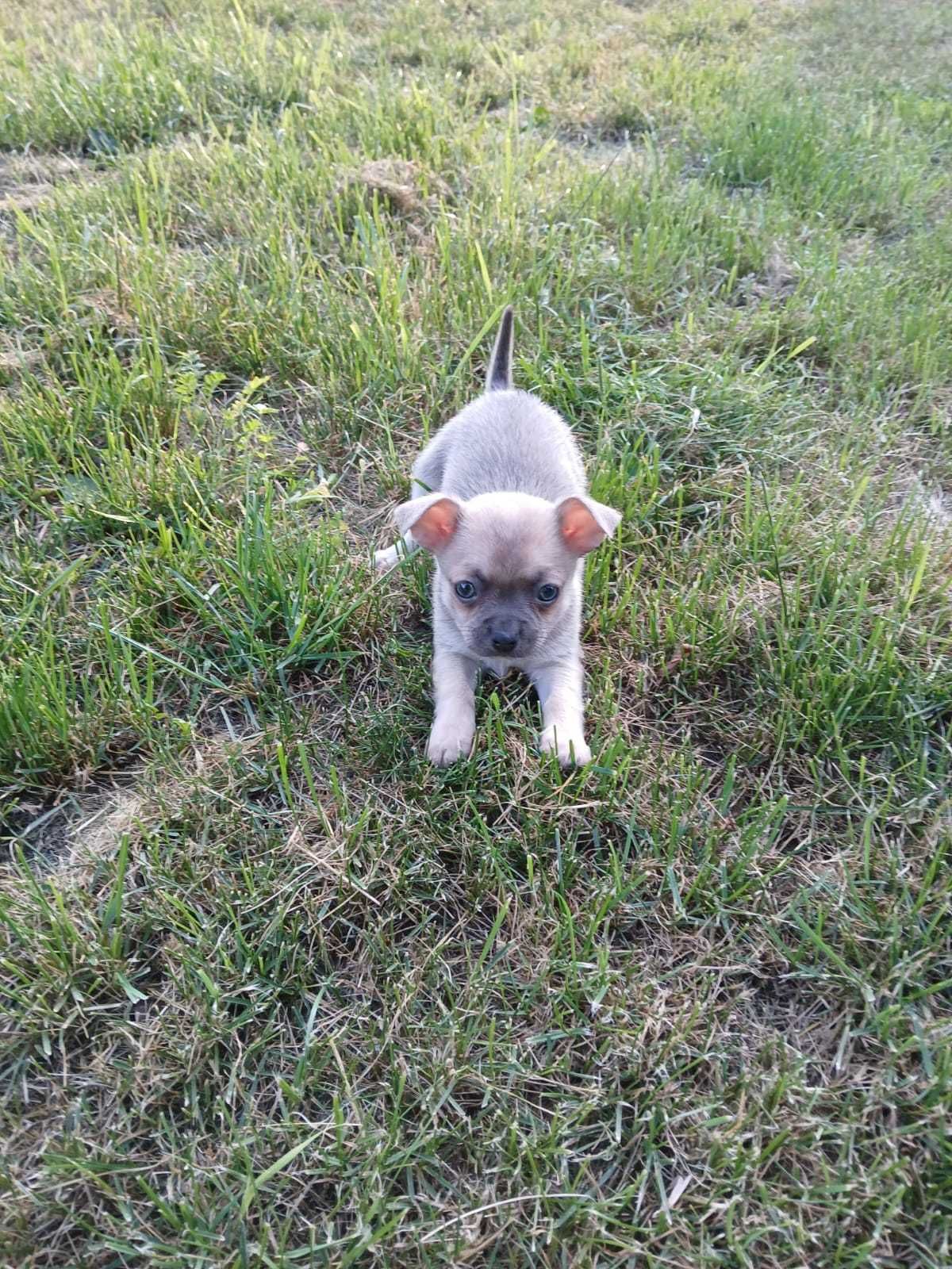 Chihuahua niebieski piesek 9 tygodni