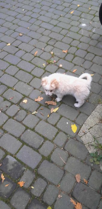 Oddam za darmo pieski