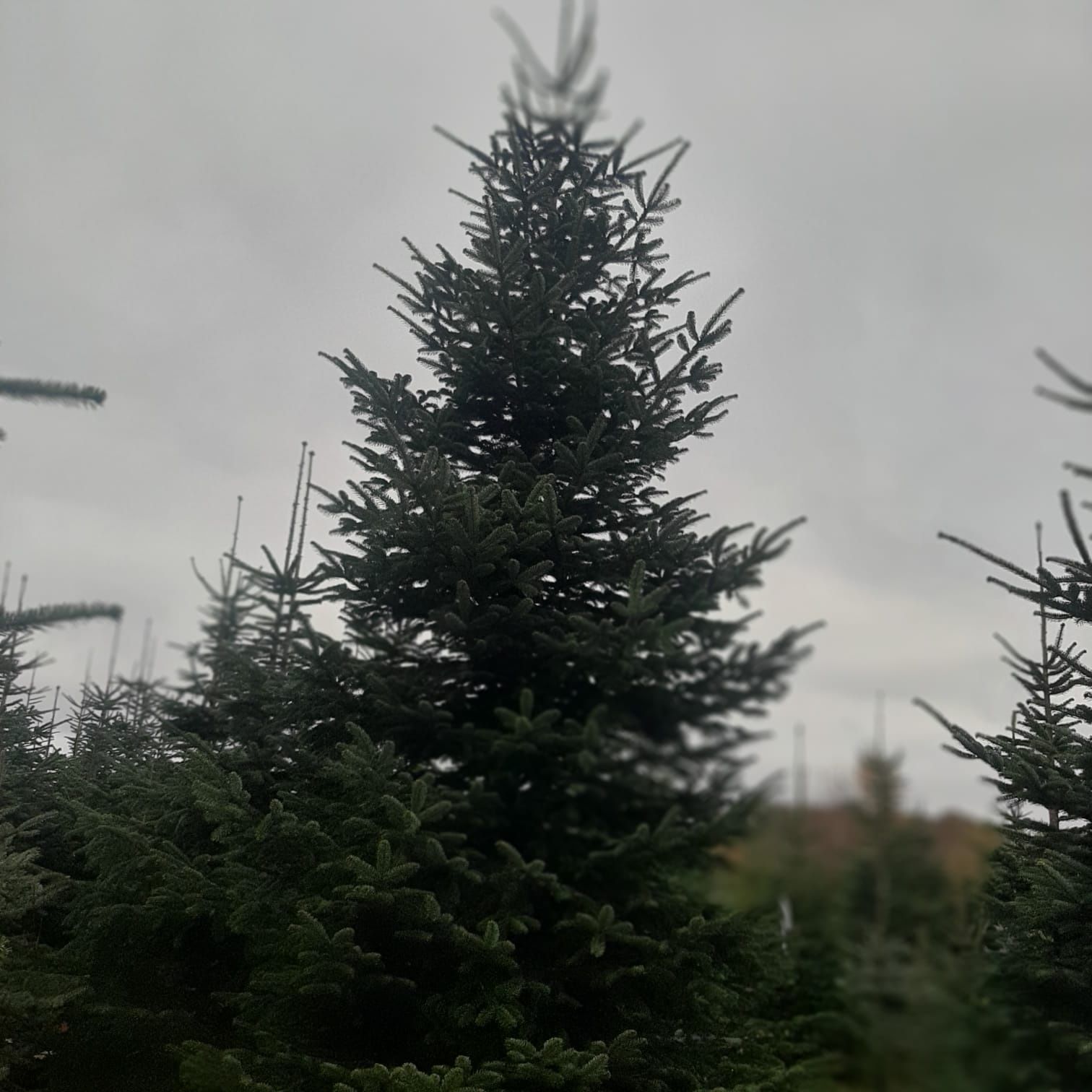 Bardzo duże choinki z plantacji powyżej 5 m