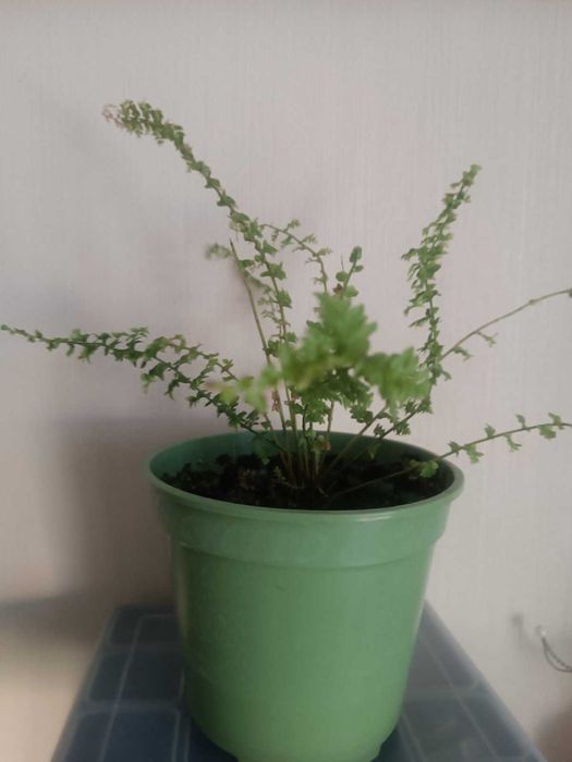 Папоротник пышный куст