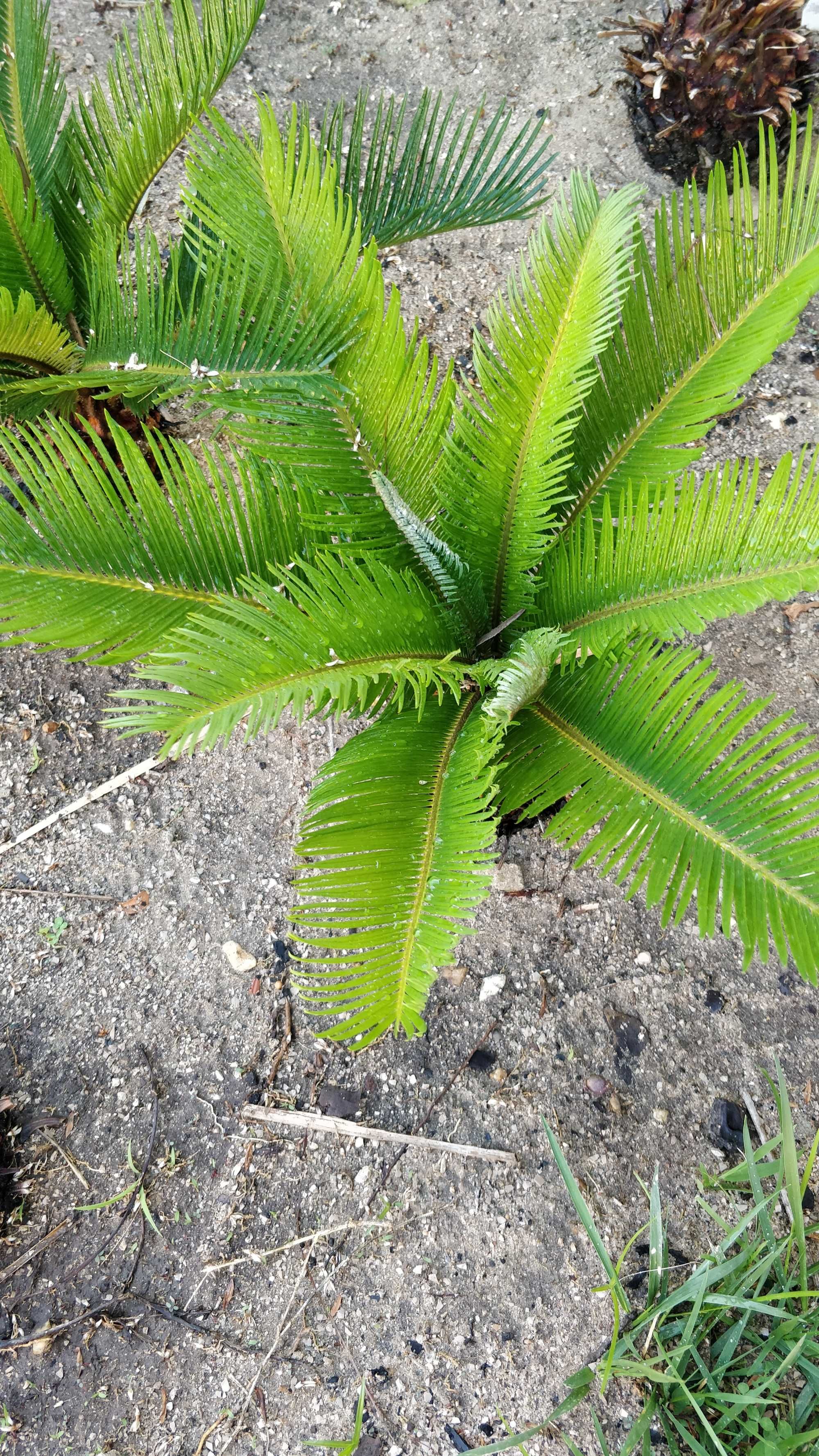 Cicas, plantas de Jardim