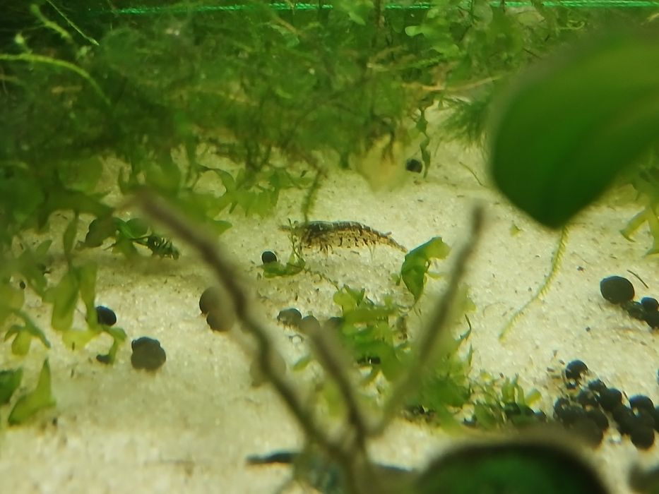 Pack de iniciante de aquarismo