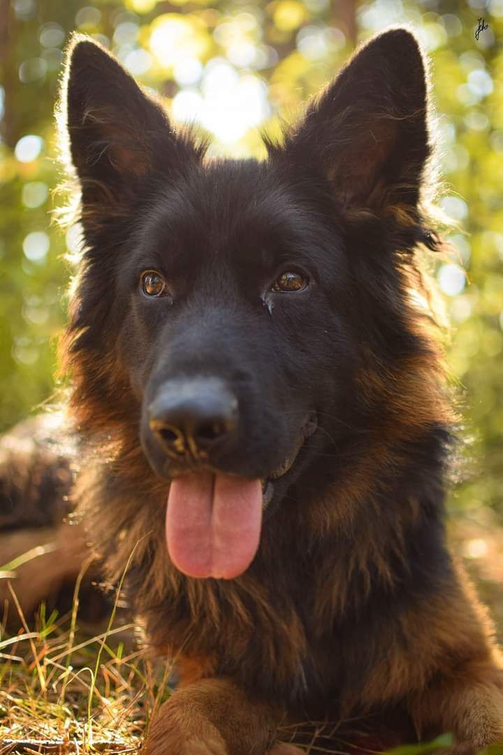 Młody, sympatyczny pies w typie owczarka do adopcji!