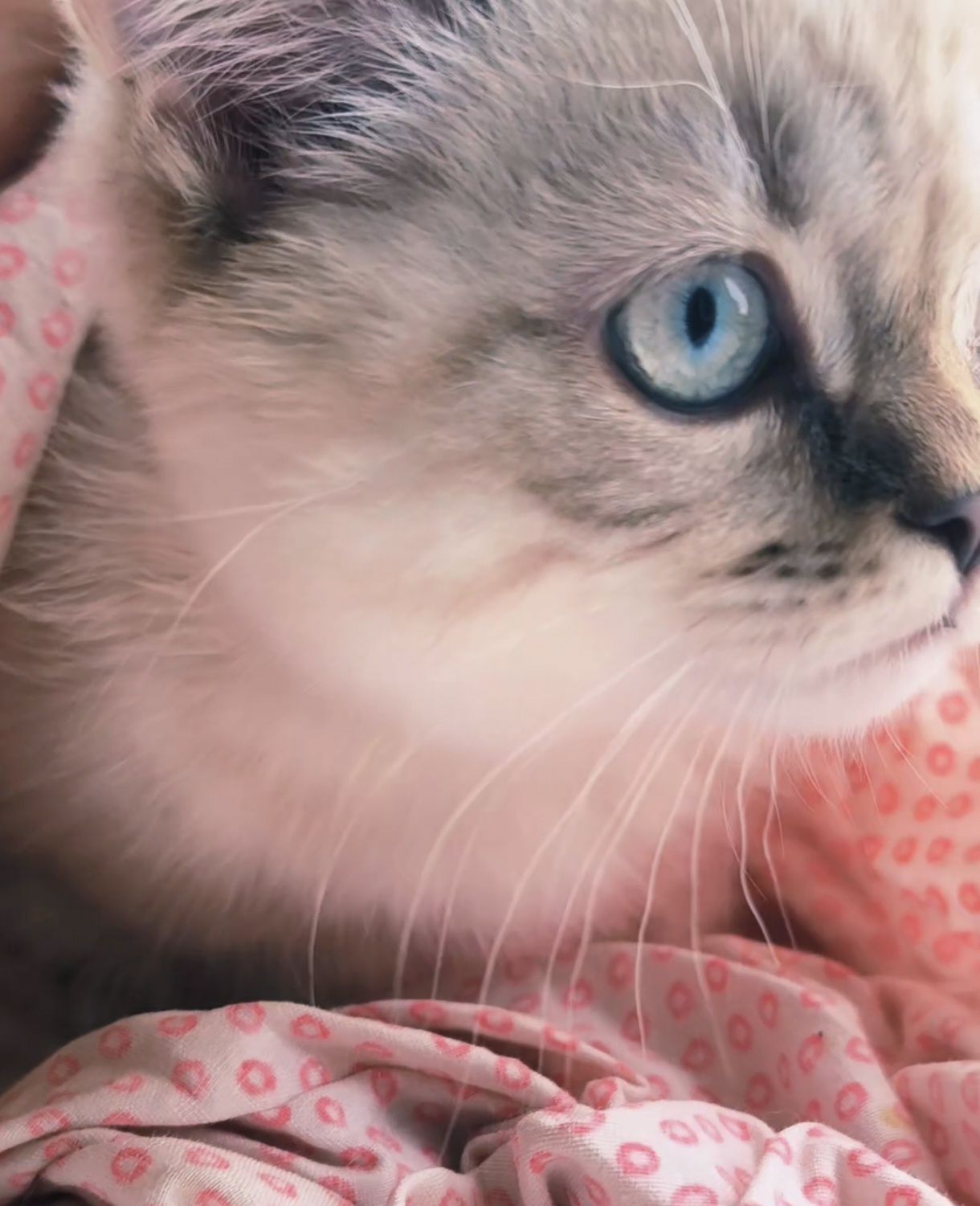 Шотландский котенок котята Линкс поинт