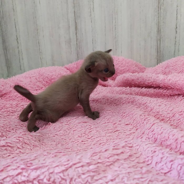 Бурма, бурманские котята