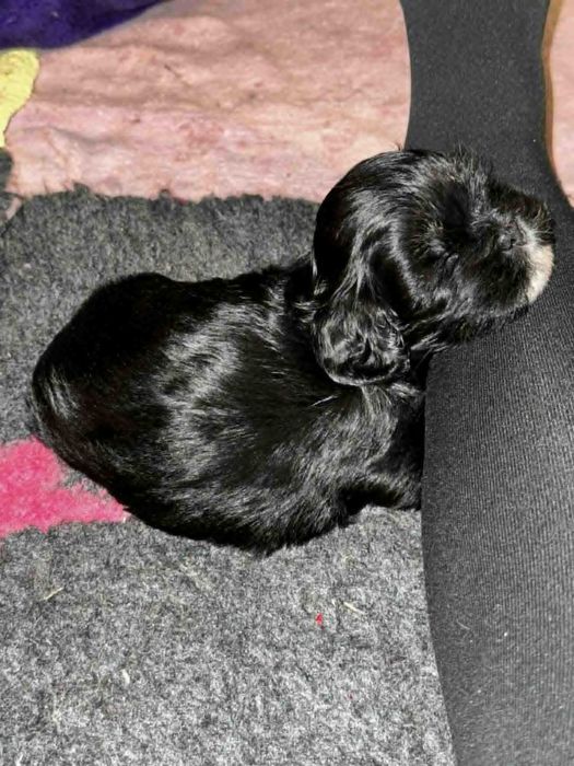 Cudne szczenię Lhasa Apso