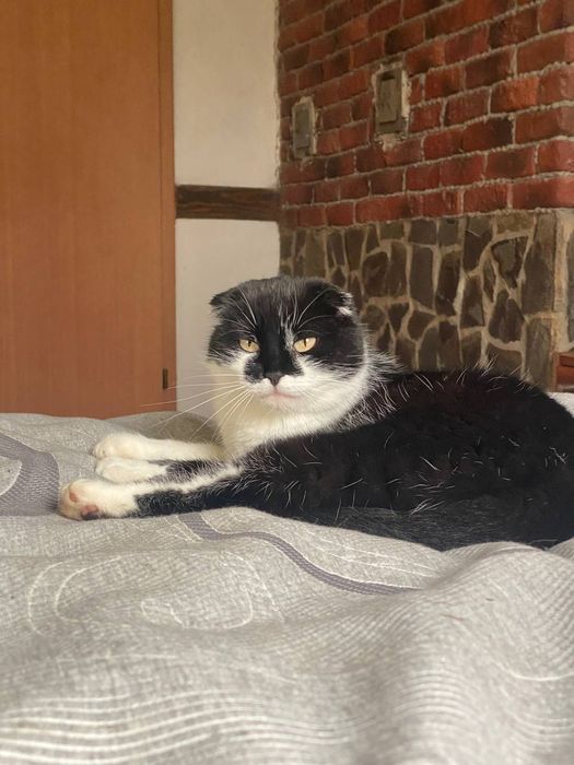 Шотландська висловуха кішка Марго шукає дім