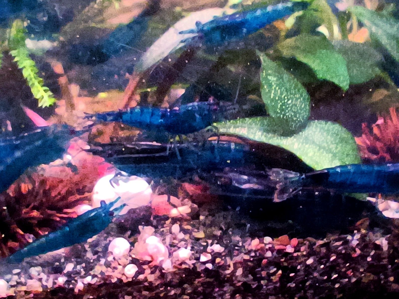 Krewetki blue velvet