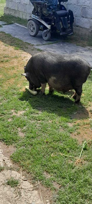 Поросята в'єтнамці