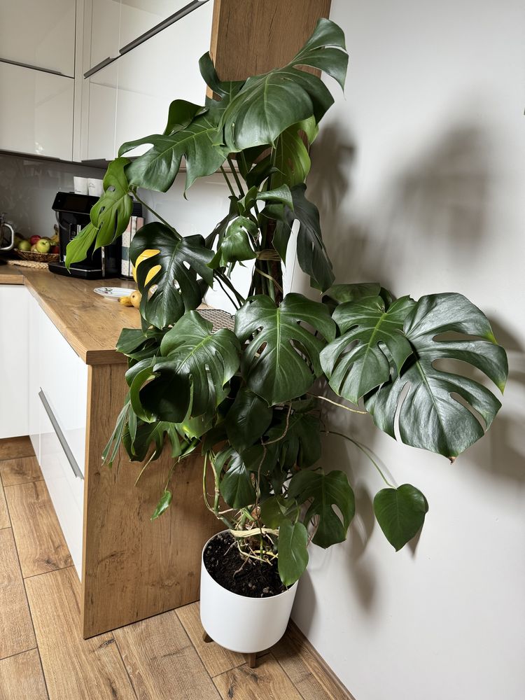 Piekny kwiatek Monstera 150cm