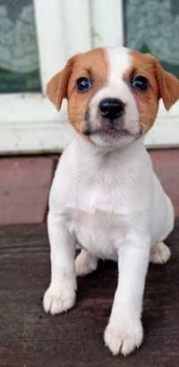 Jack russel  teririer