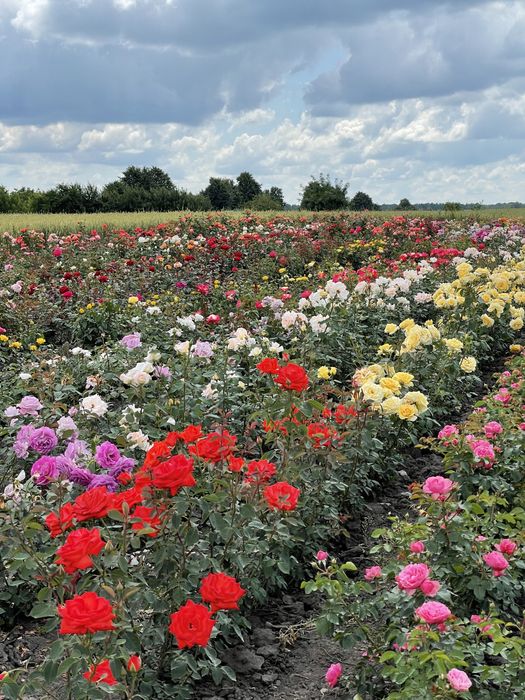 Саджанці троянд /саженцы роз