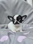 Carlos**Pan Wąsik**Chihuahua  Mini  X X S**Do Rezerwacji