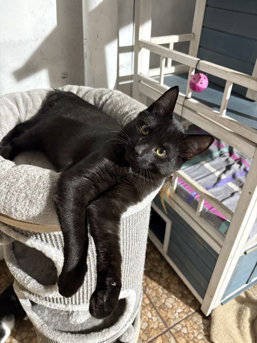 Piękny czarnulek do oddania za darmo