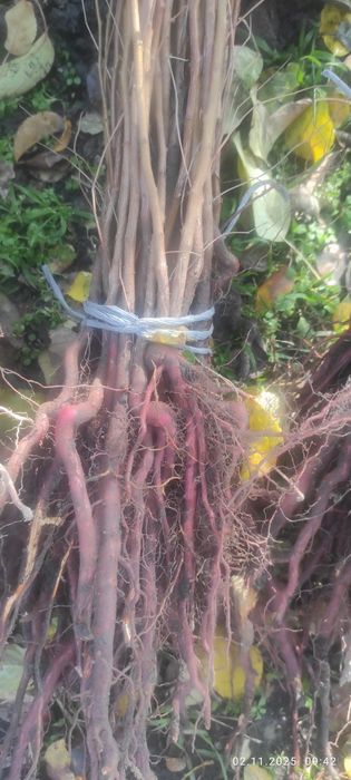 подвой , абрикоса, алычи