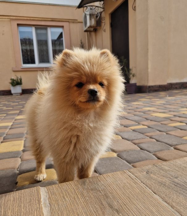 Коаспвчики шпіцулі